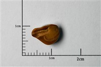 藏品(白姑魚屬耳石化石)的圖片